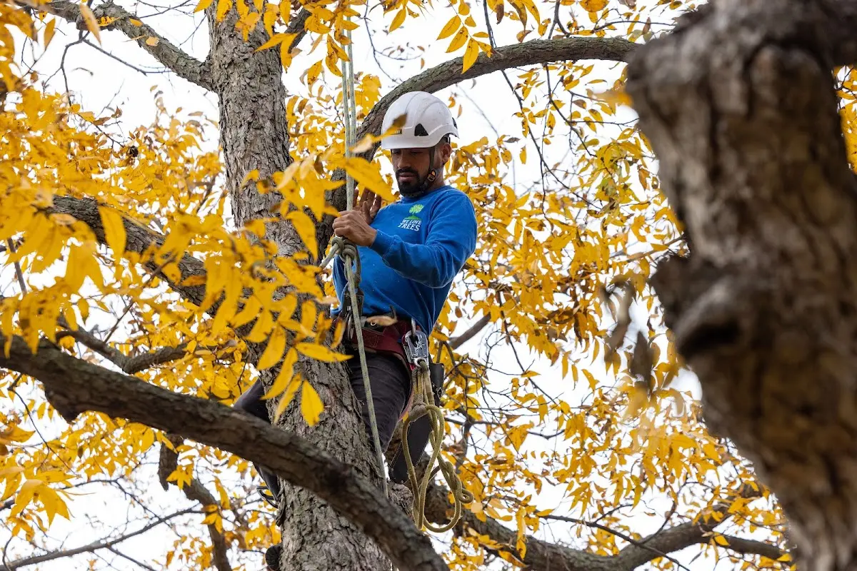 Skilled Tree Trimming crew working in Yoncalla